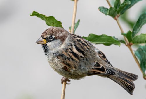 Free Detailed photo of a house sparrow perching on a branch, showcasing its plumage in a natural setting. Stock Photo