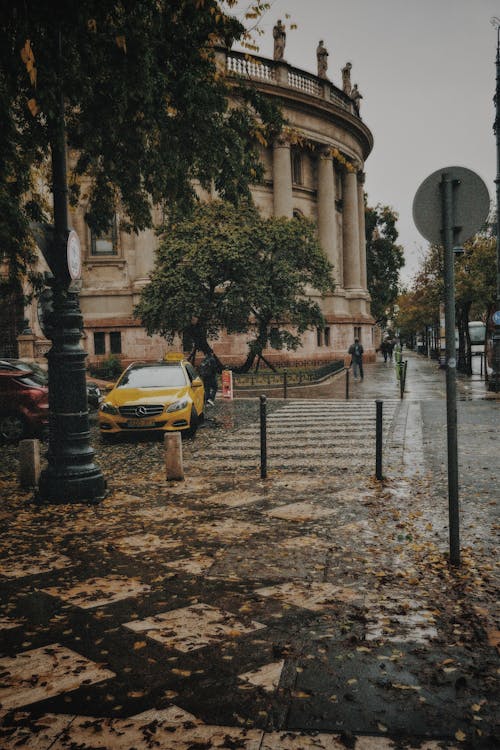 Kostenloses Stock Foto zu blätter, budapest, herbst