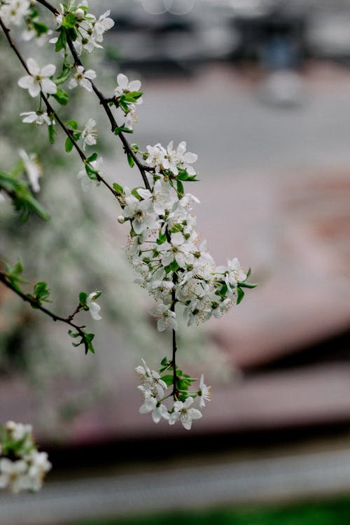 Kostenloses Stock Foto zu apfelbaum, ast, baum