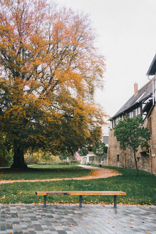 Kostenloses Stock Foto zu bank, baum, herbst