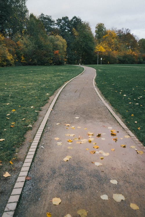 Leaves on a Path in Park