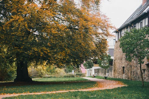 Immagine gratuita di albero, autunno, cadere