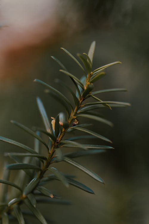 Needles on a Branch 