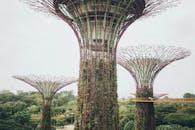 新加坡滨海湾花园超级树的特写镜头，展现了独特的建筑风格