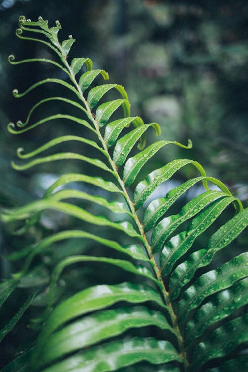 Green Leaf