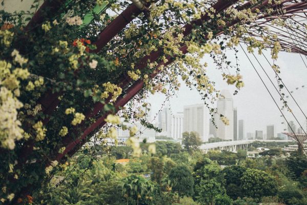 Gardens by the Bay Tour