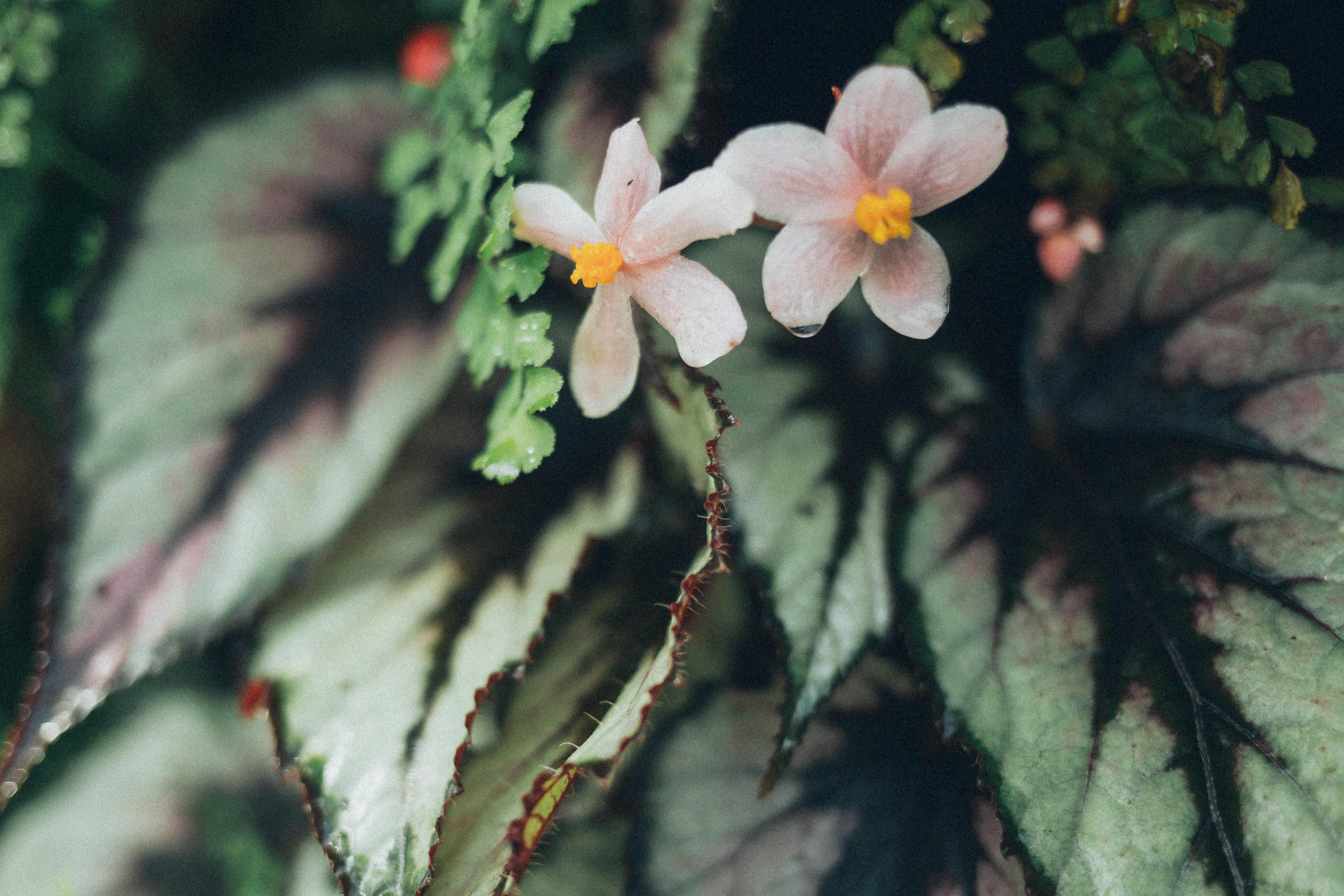 Optimización del Cultivo de Begonias: Sustrato, Riego, Luz y Nutrición