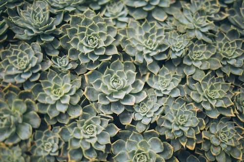 Photographie De Vue Aérienne De Plantes Succulentes