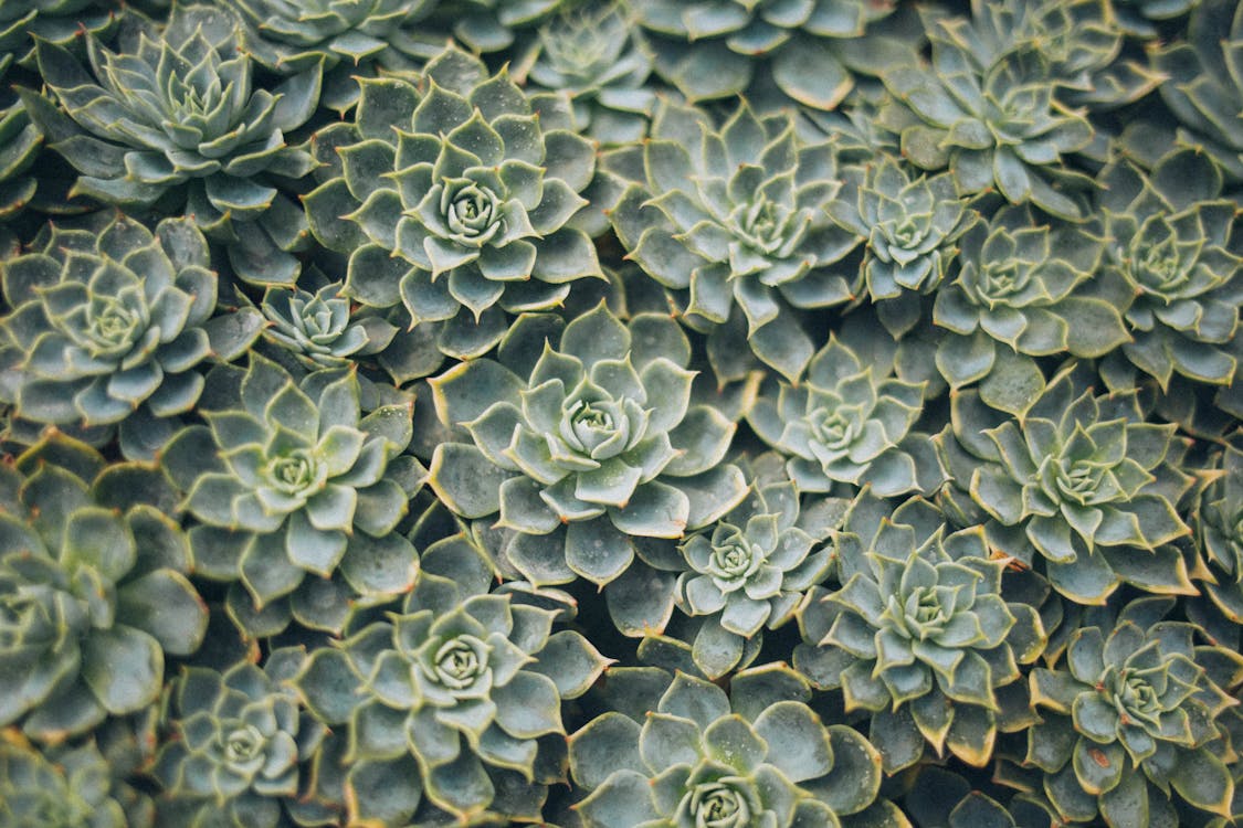 Fotografia Di Vista Aerea Di Piante Succulente