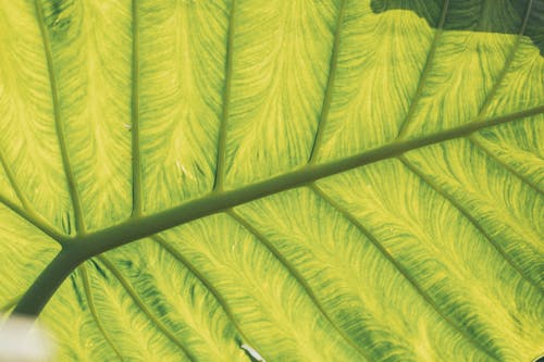 Free Close-Up Photo of Leaf Stock Photo