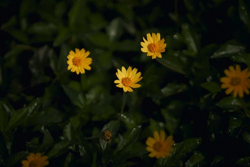 Gratis stockfoto met goudgeel, groen, kleurrijke bloemen