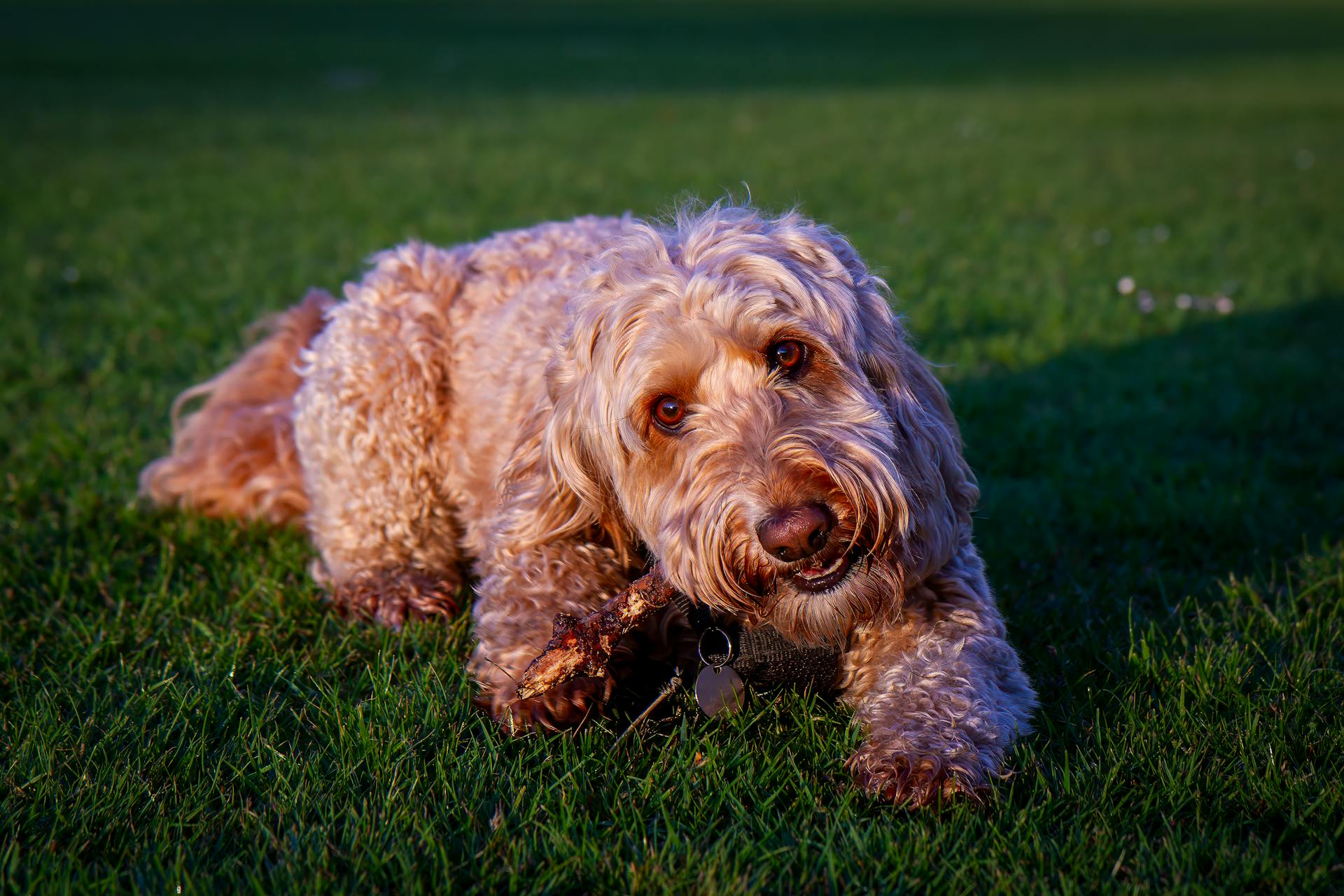 Poodle Lying Down on Grass