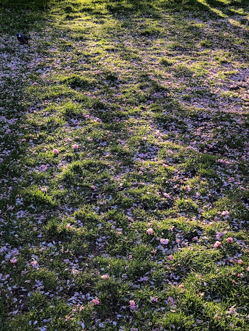 Kostnadsfri bild av fält, gräs, lavendel