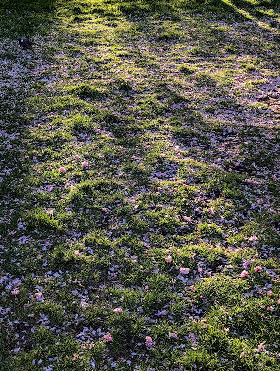 Lavender Leaves on a Field 