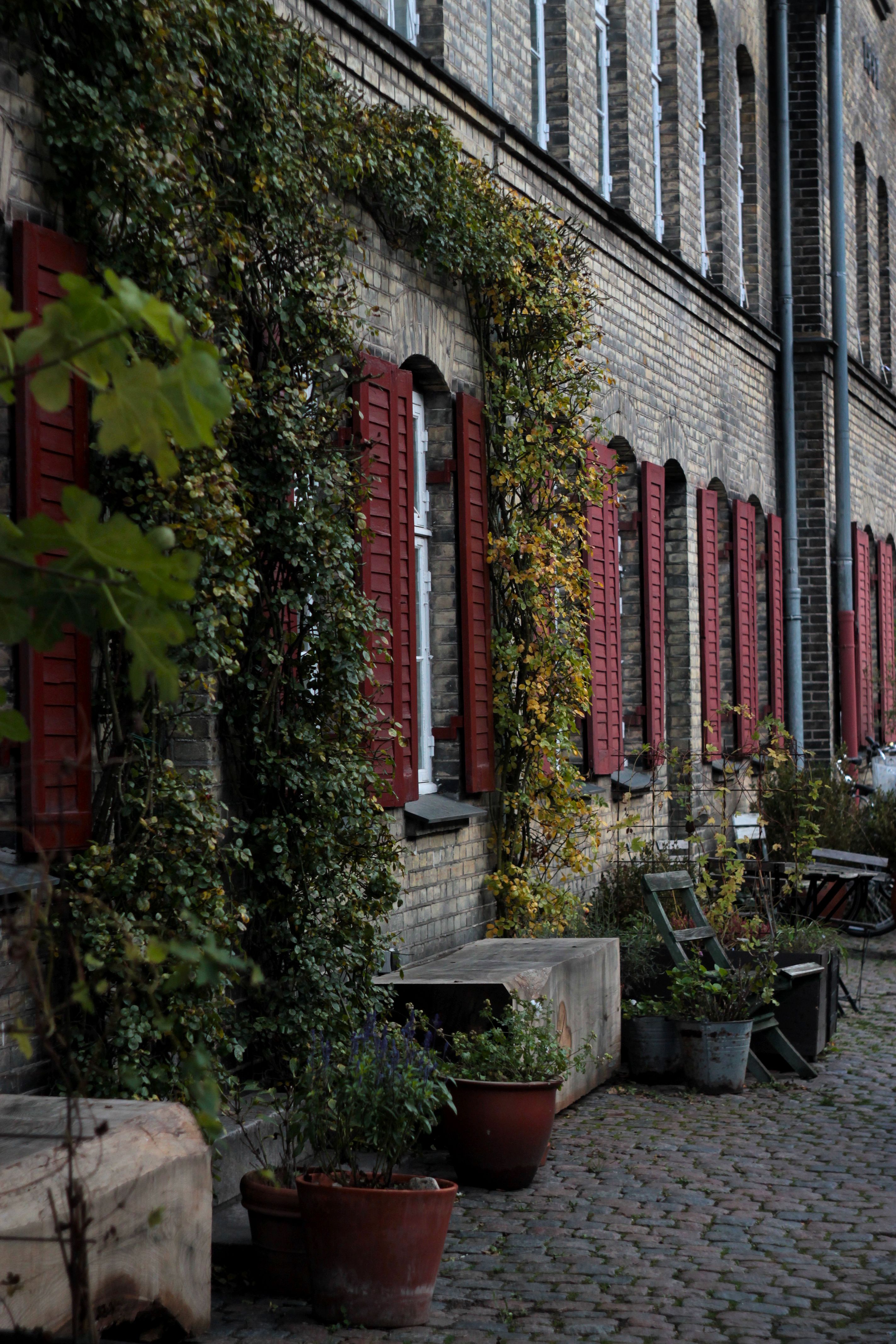 Vintage Building Wall with Ivy · Free Stock Photo