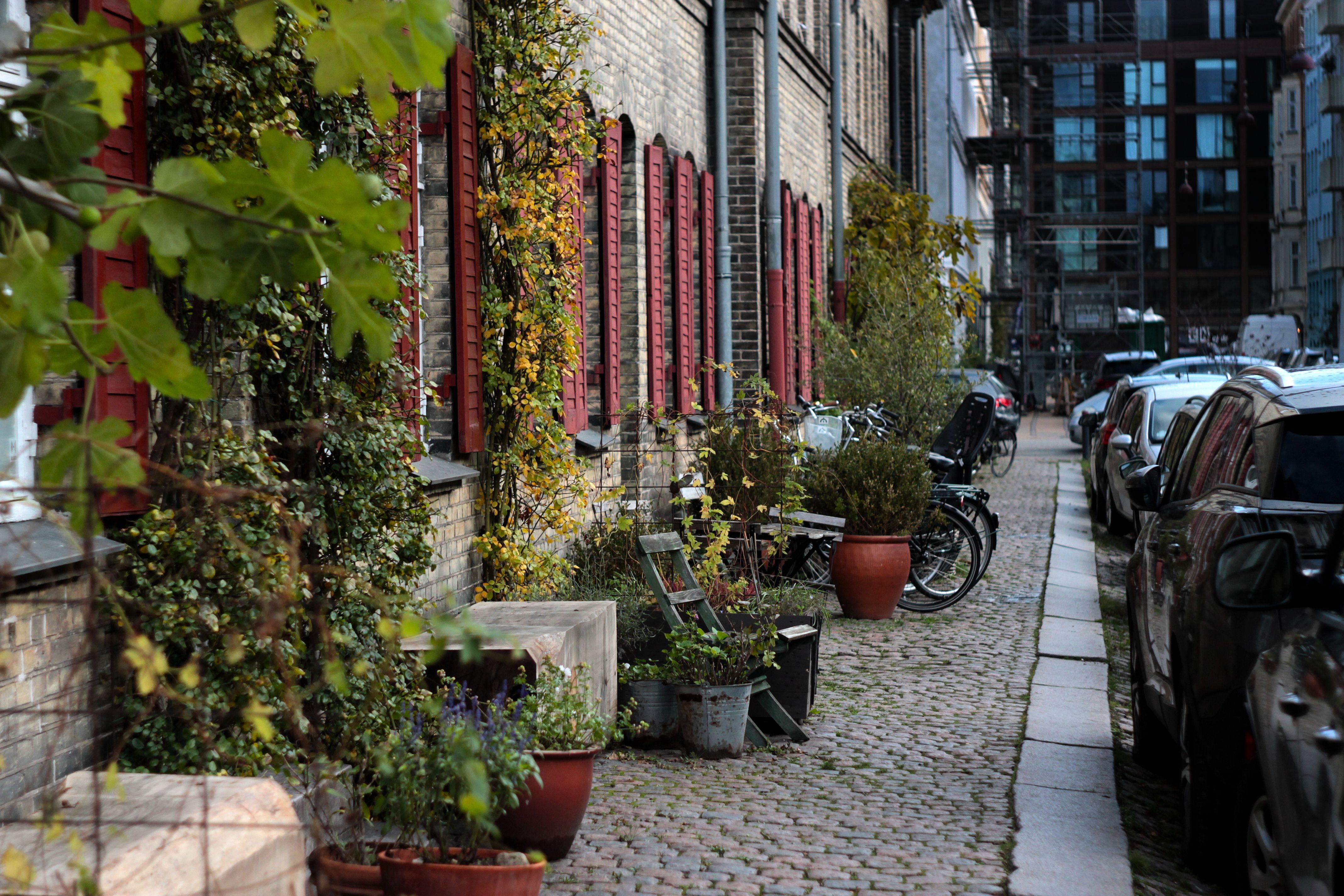 Plants by Cobblestone Sidewalk in Town · Free Stock Photo