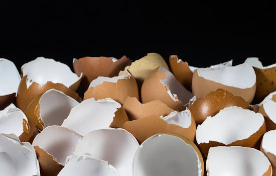 large egg image 3