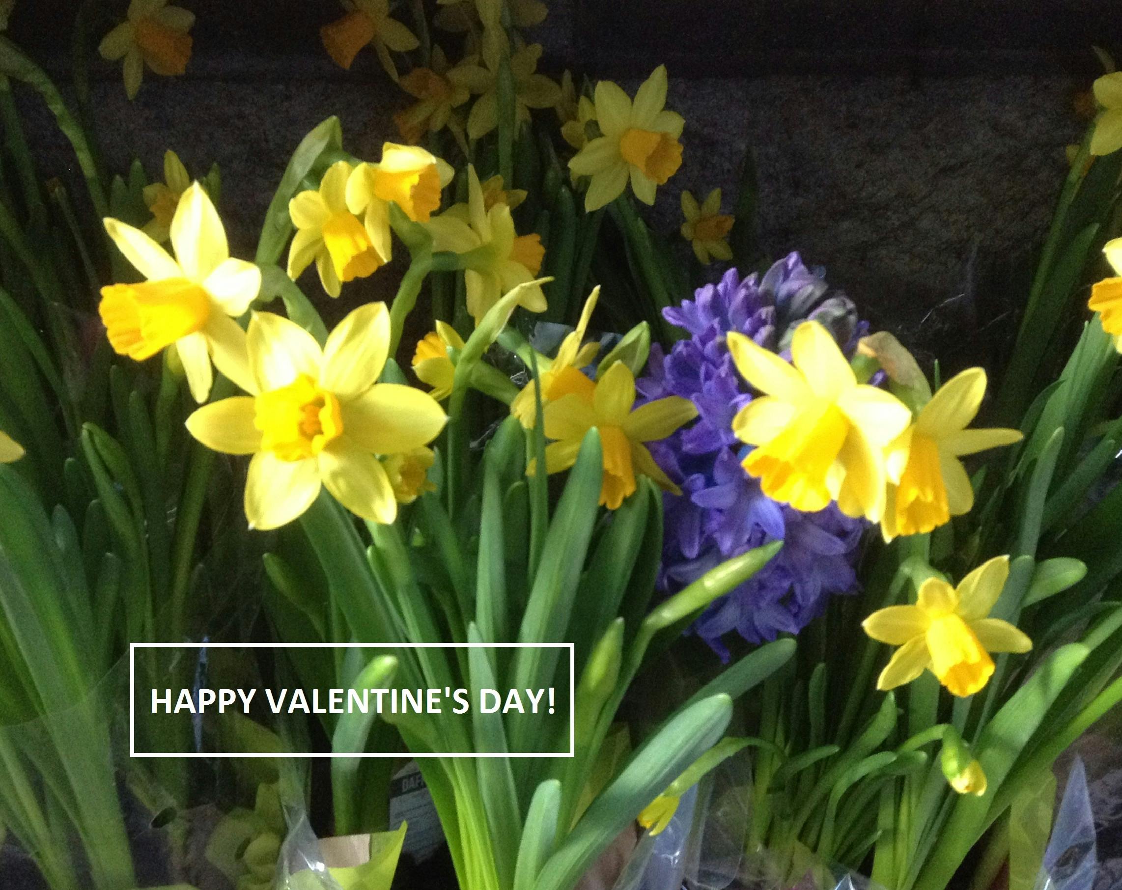 Free stock photo of daffodils yellow hyacinths flowers love, valentine\'s day