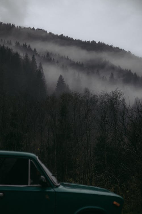 Fog over Deep Forest on Hill