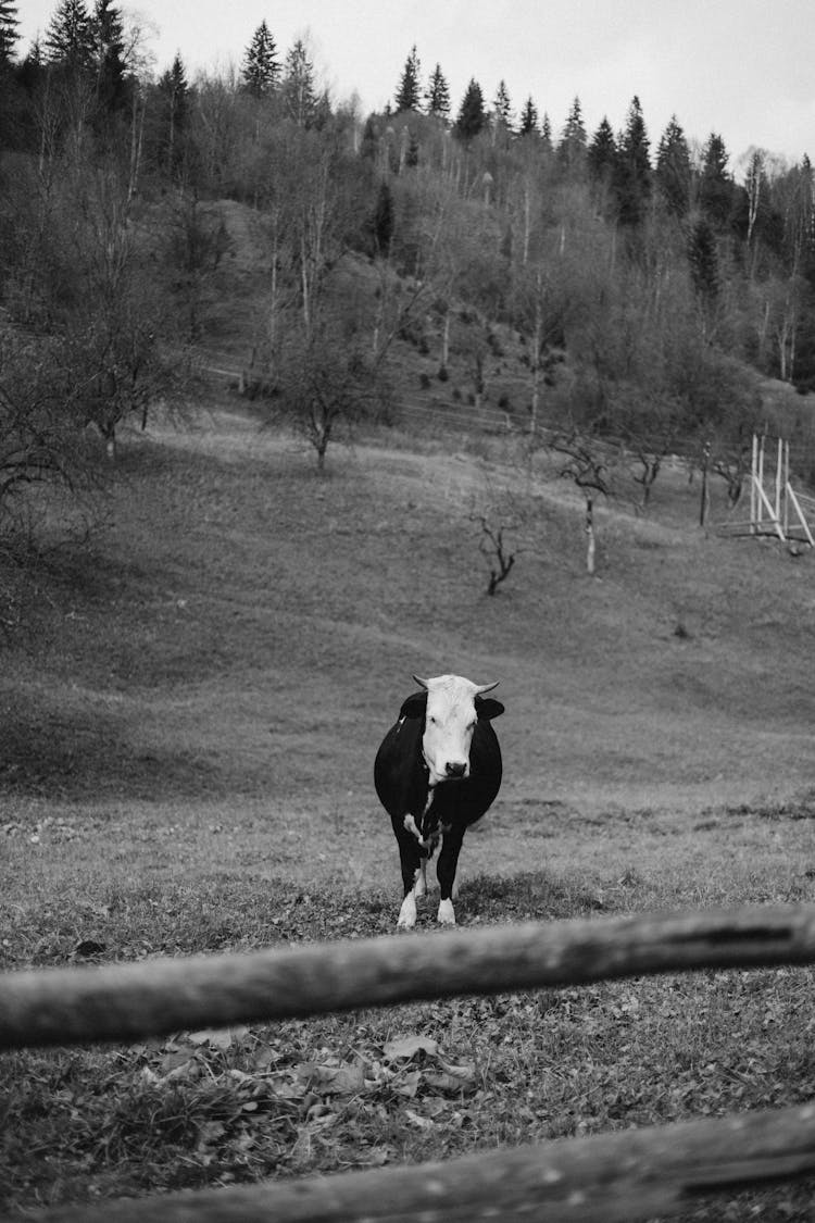 Cow On Pasture