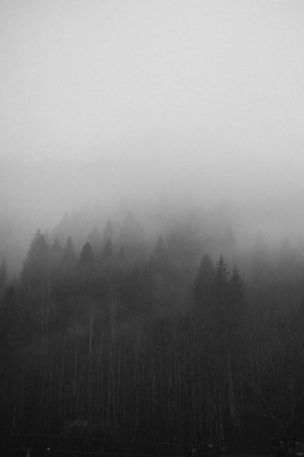 Misty forest with tall trees enveloped in fog, creating a serene landscape.
