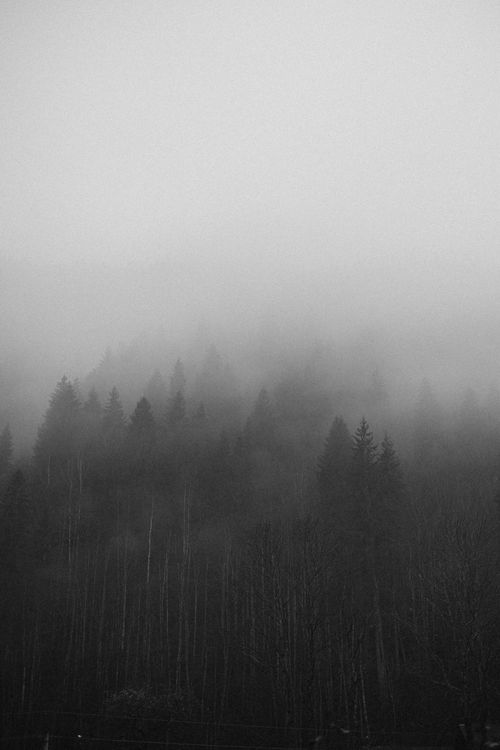 Free Misty forest with tall trees enveloped in fog, creating a serene landscape. Stock Photo