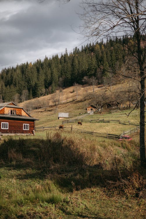 Farm by the Coniferous Forest