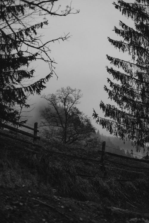 คลังภาพถ่ายฟรี ของ fogg, กั้นรั้ว, ขาวดำ