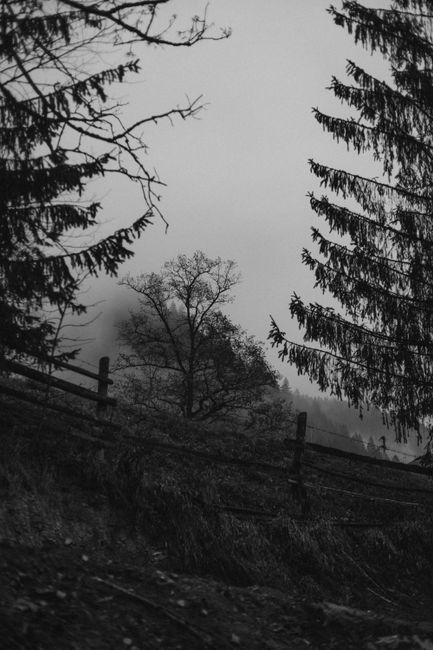 Eerie black and white image capturing a foggy rural forest with a wooden fence.