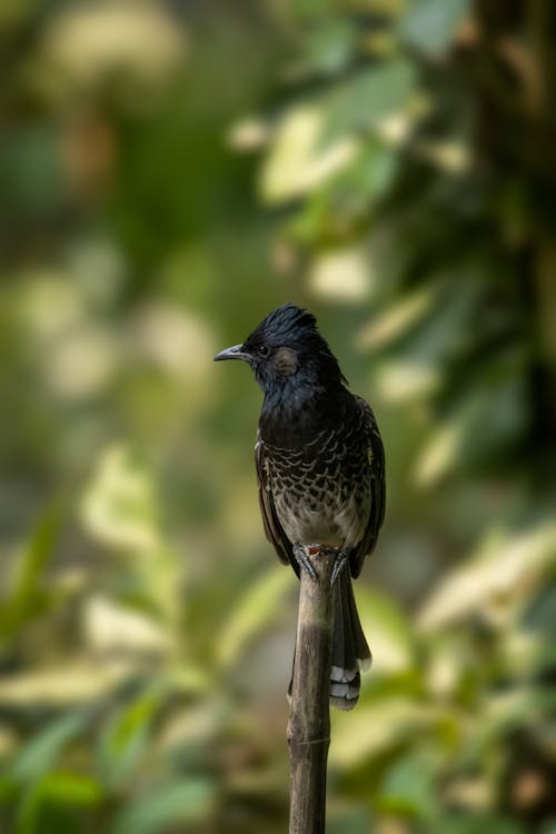 Small Bird in Forest