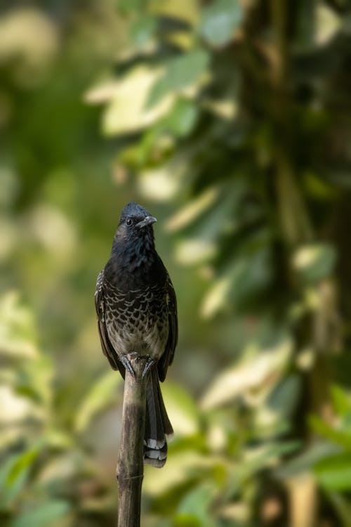 Foto profissional grátis de ave, empoleirar, floresta