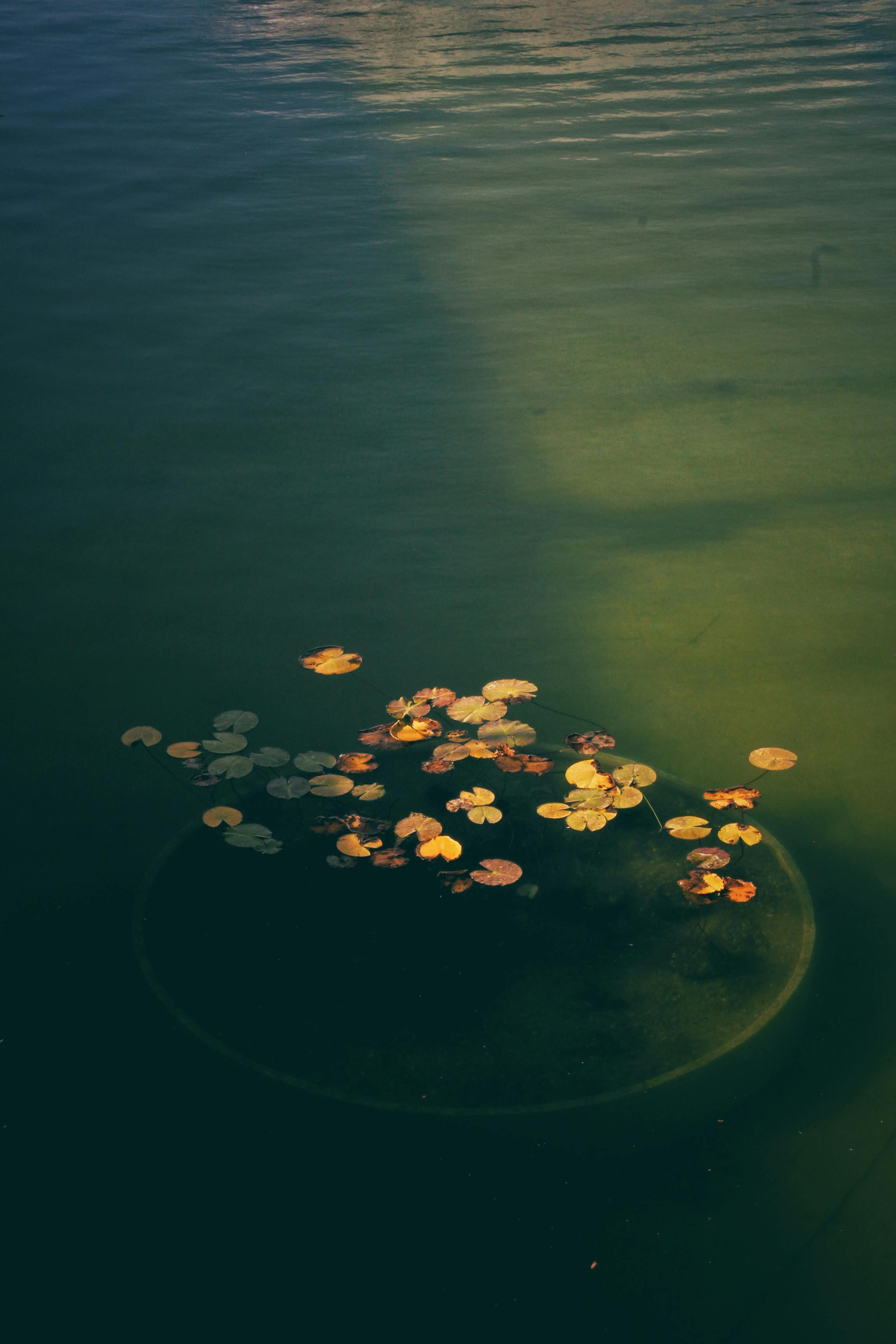 Tranquil lily pads float on calm green water, capturing serene nature aesthetics.