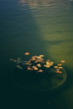 Image by İbrahim Serdar