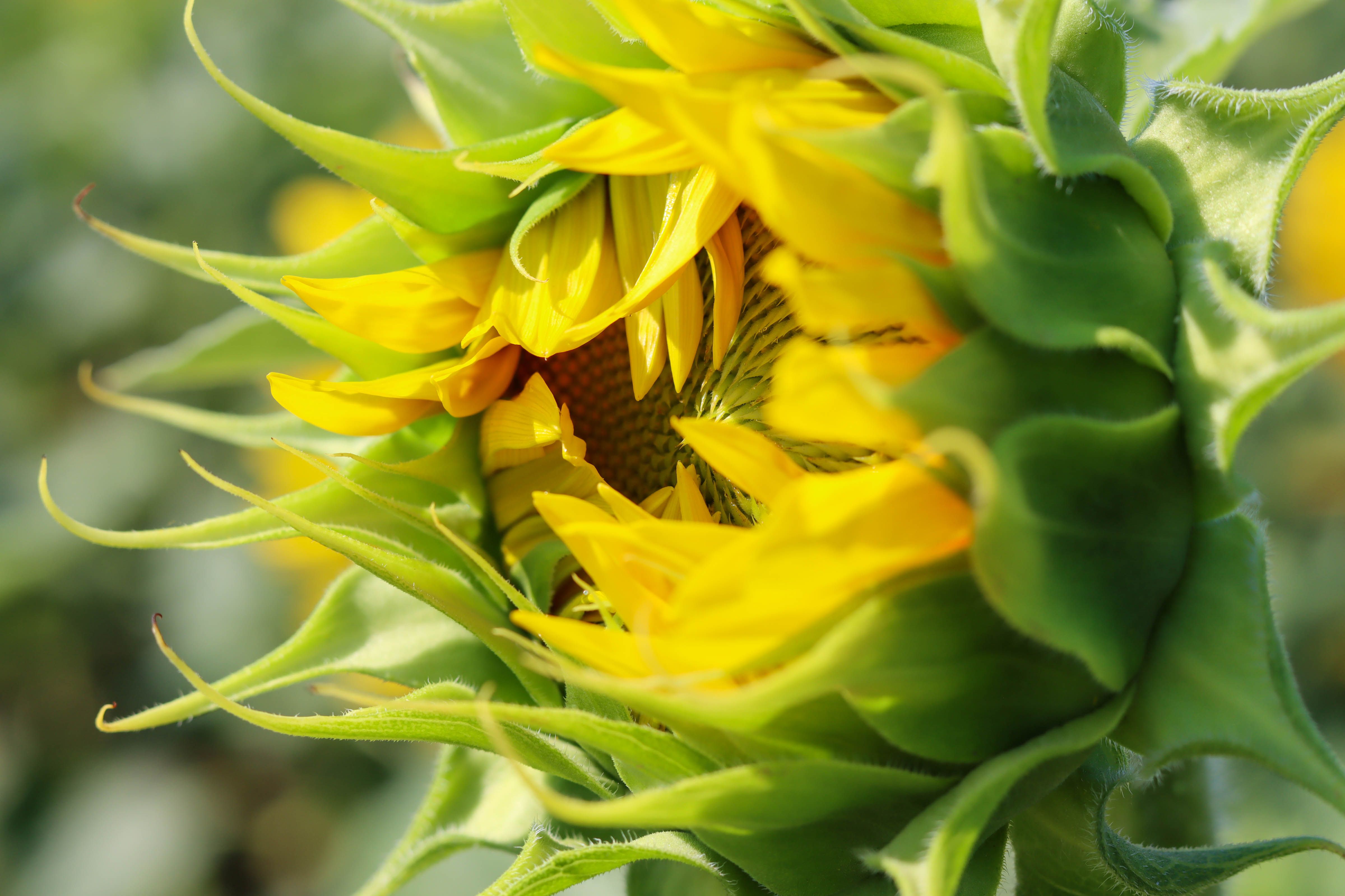 Close up of Sunflower · Free Stock Photo