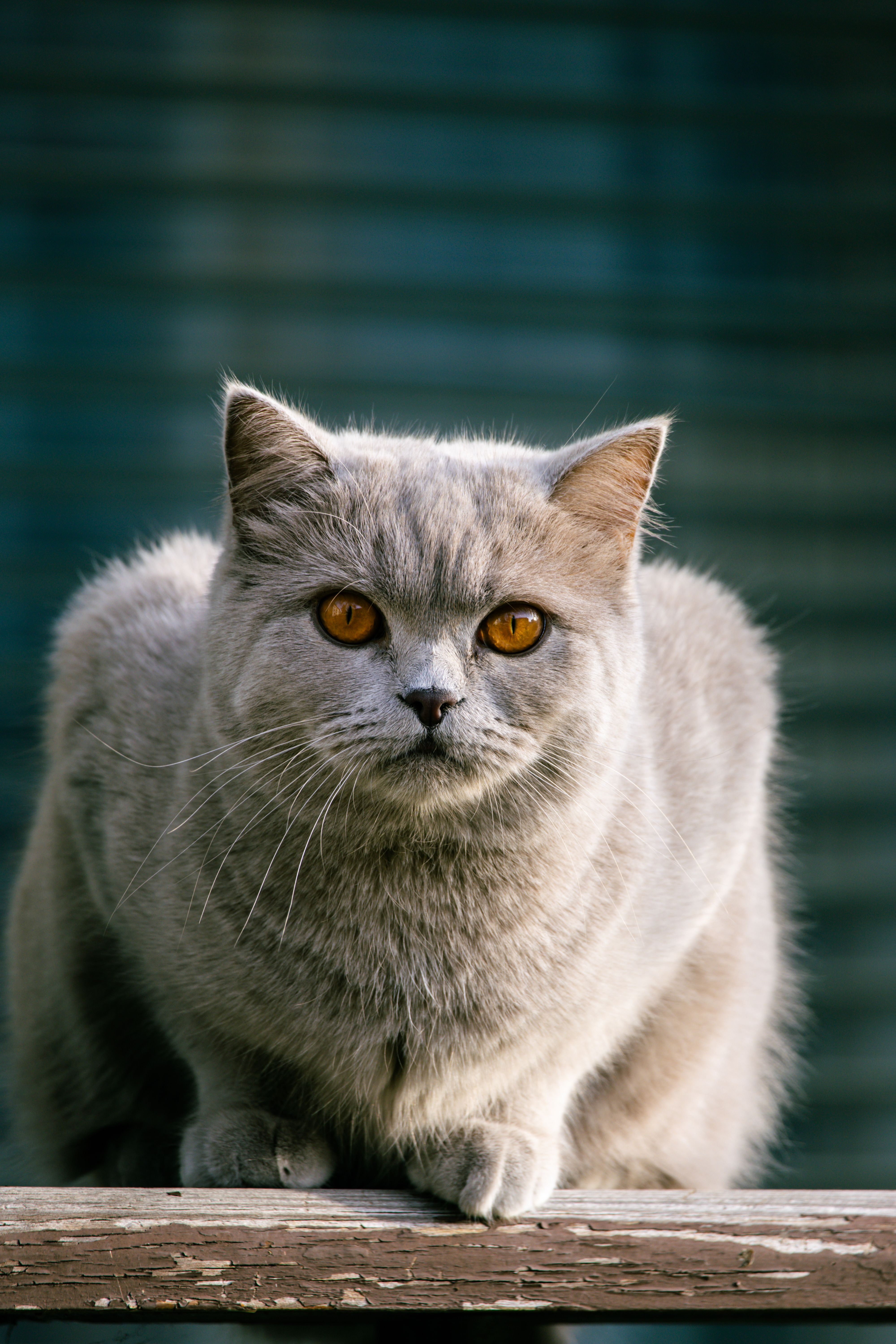 Gato Gato British Shorthair
