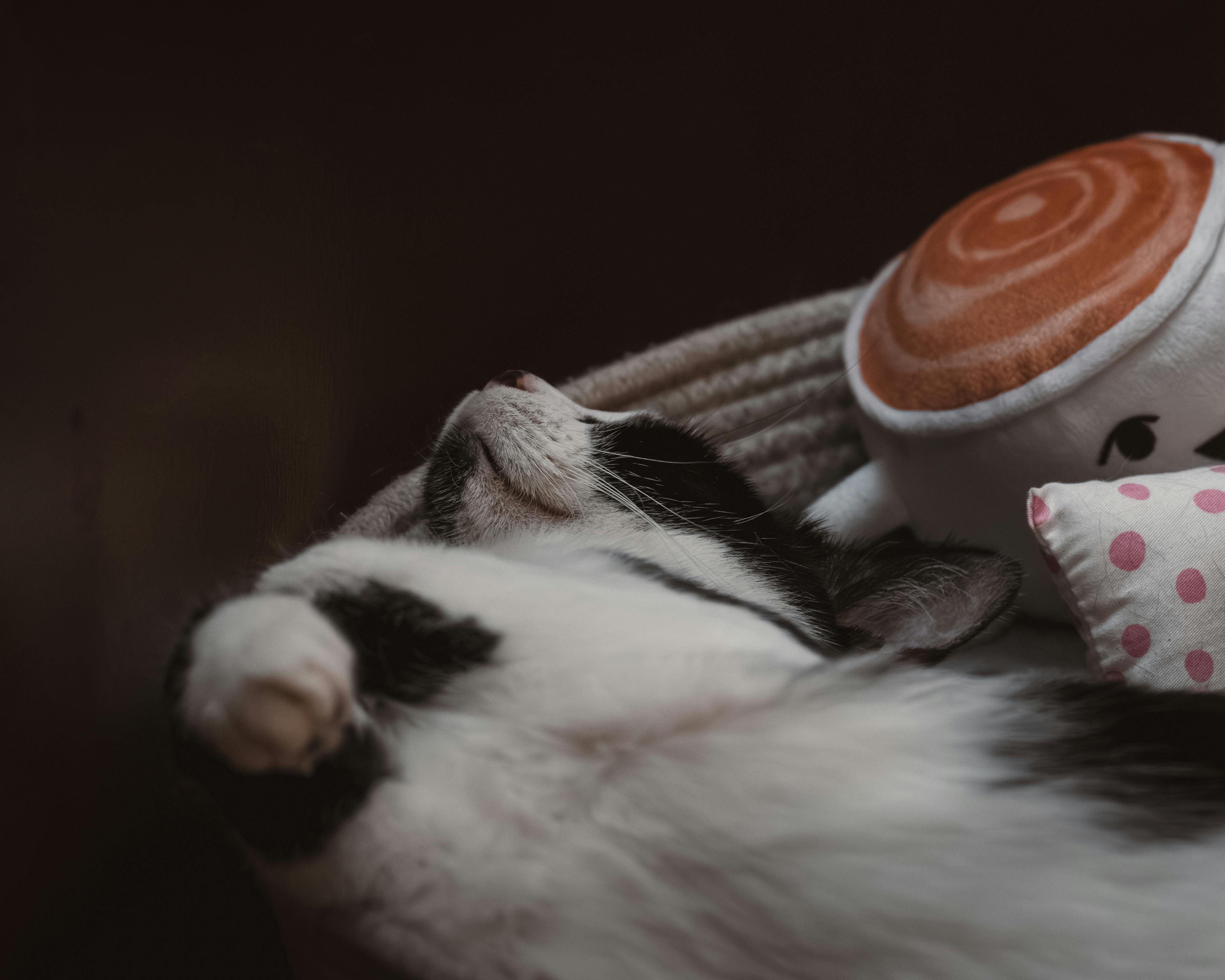 Cat sleeping in outlet basket