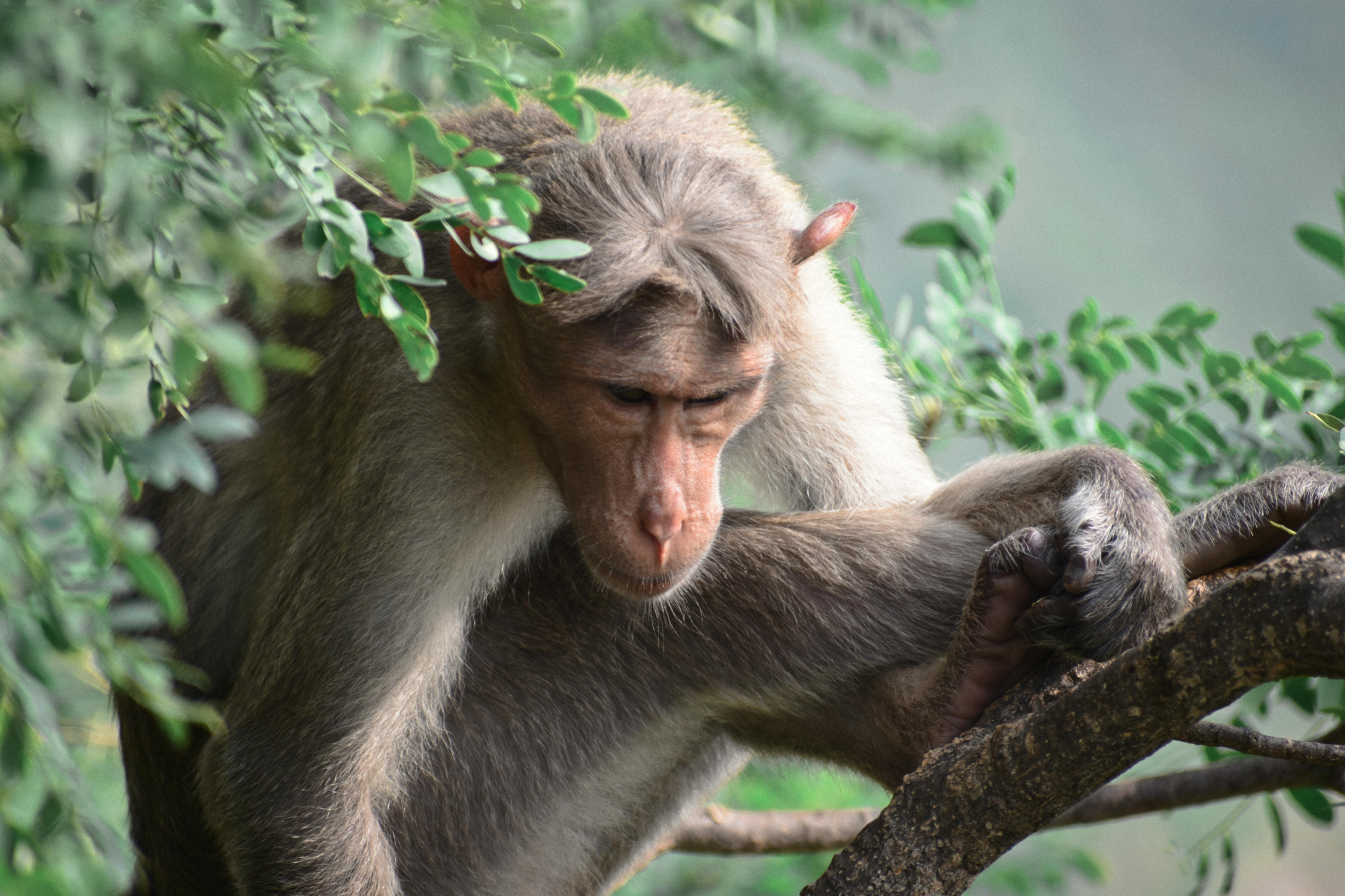 Macaco Aranha High-Res Stock Photo - Getty Images