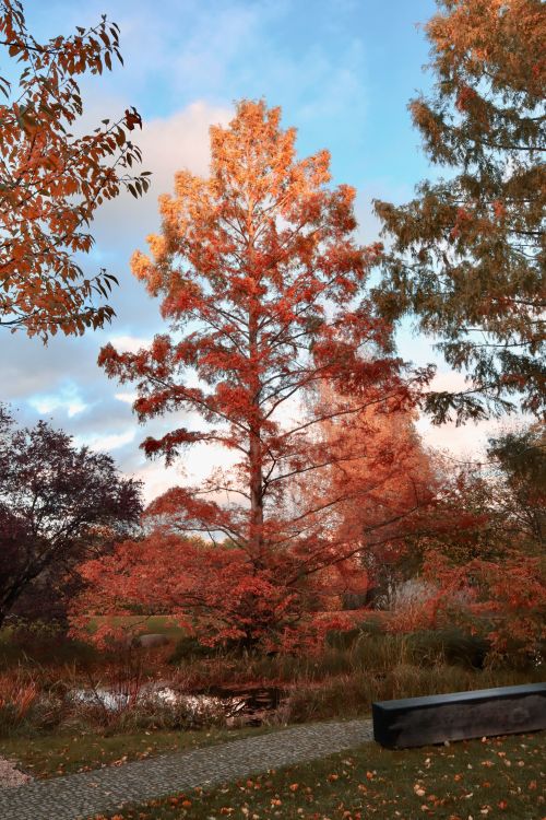 Free Beautiful autumn scene in Berlin park with vibrant orange trees and a serene pond. Stock Photo