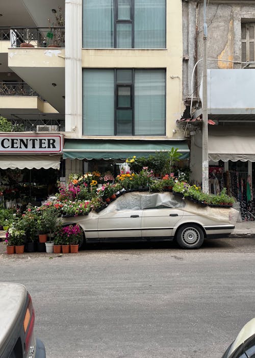 Fotobanka s bezplatnými fotkami na tému auto, budova, florista