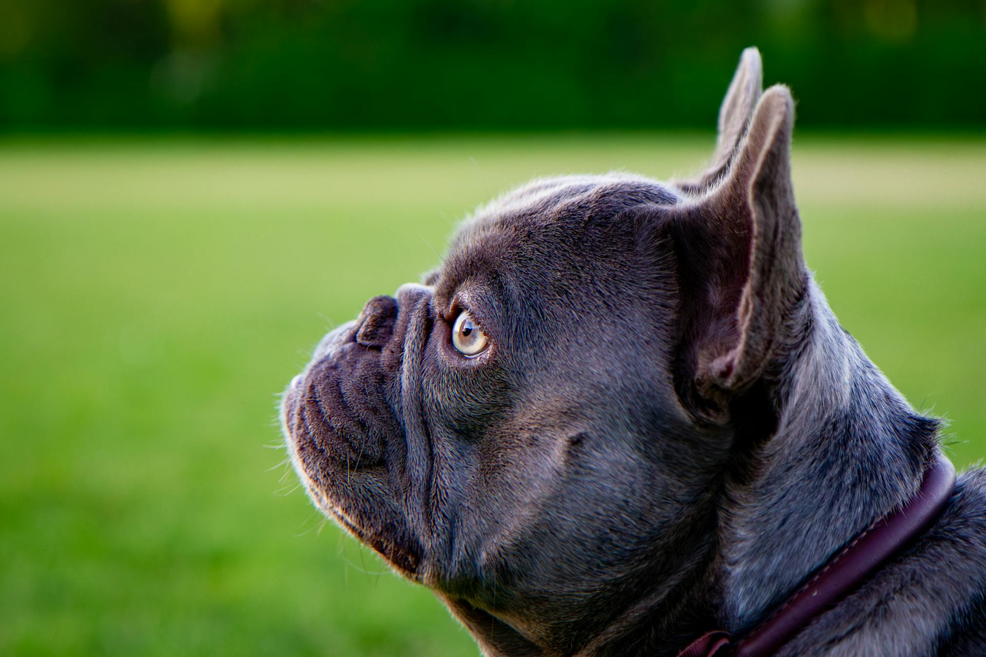 Head of French Bulldog