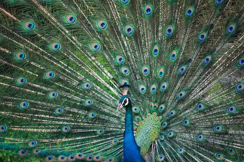 Free A majestic peacock showcasing its colorful plumage in lush greenery. Stock Photo