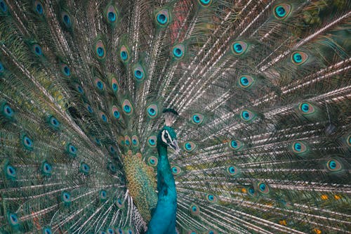 Graceful Peacock Showing Tail