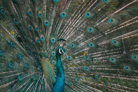 peacock photo