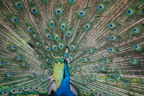 Peacock Showing Tail