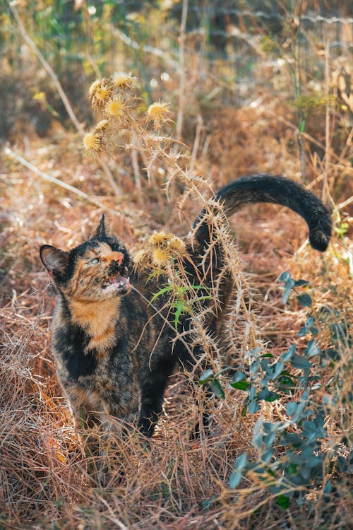 Cat in Grasses