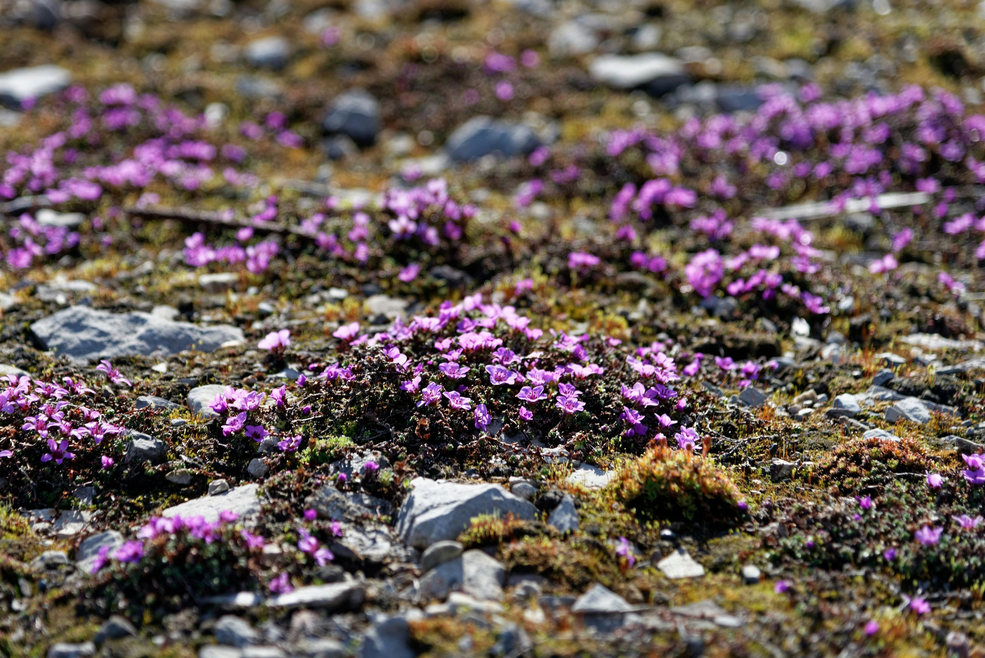 Ancient Arctic Plants Resurrected From Permafrost Bloom