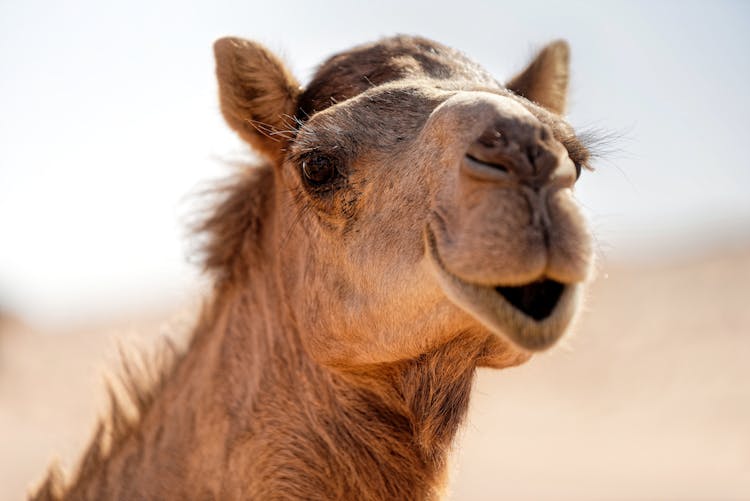 Head Of Dromedary