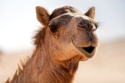 Free Portrait of a camel in bright desert light, showcasing its unique features and expression. Stock Photo