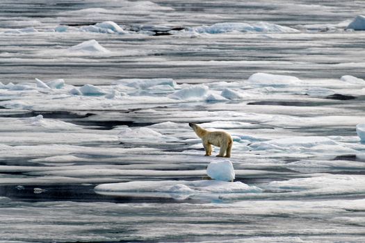 A polar bear stands on floating Arctic ice, symbolizing wildlife and climatic challenges.
