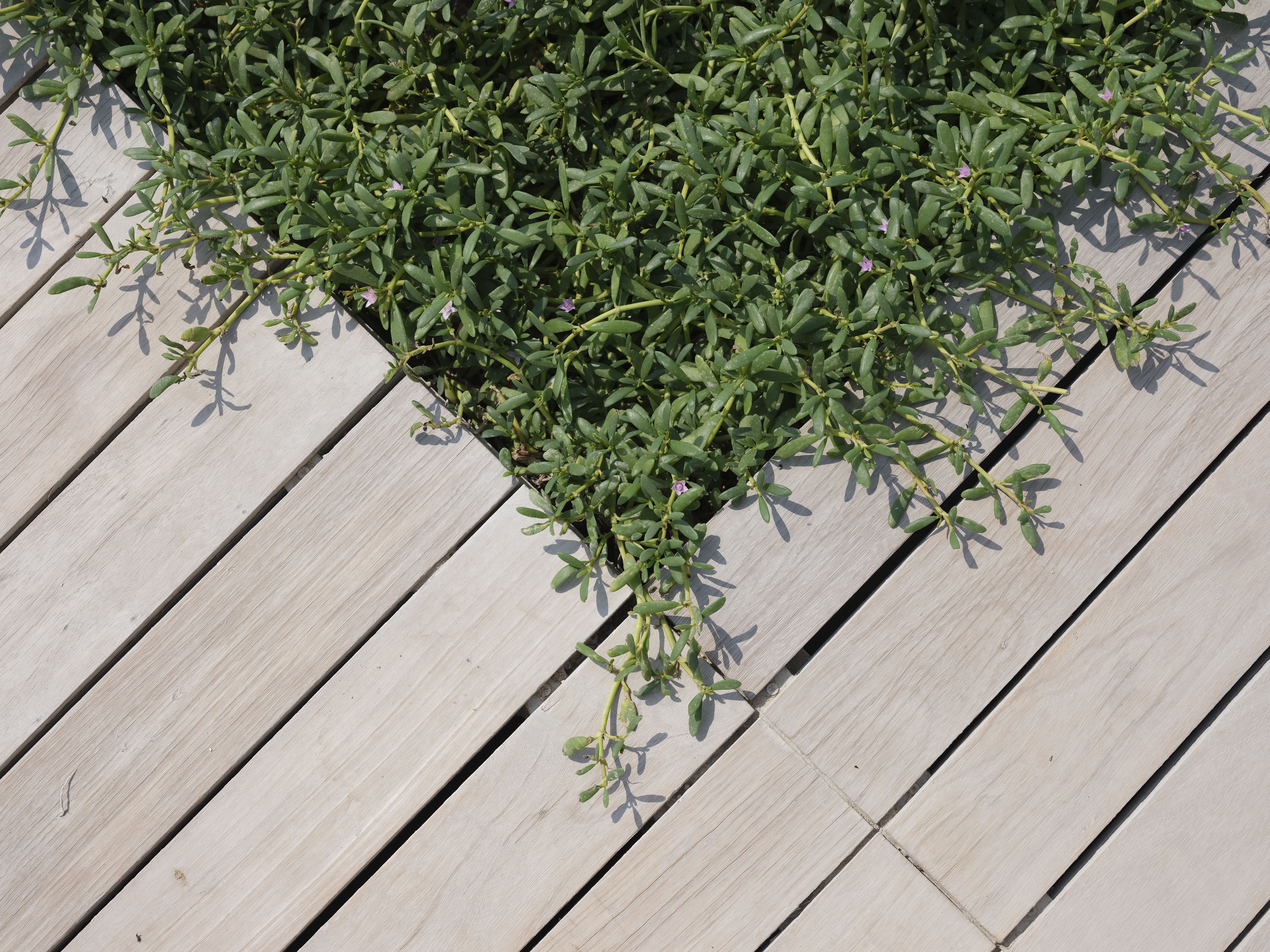 Terrasse en bois naturel dans un jardin